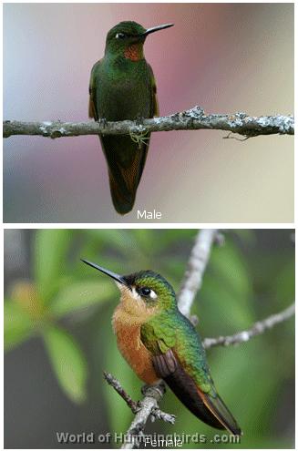 Hummingbird Garden Catalog: Brazilian Ruby